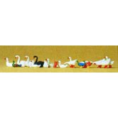 PREI DUCKS, GEESE, SWANS