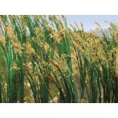 BACH REEDS 1 inch tall