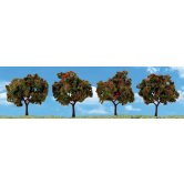 WS APPLE TREE 2-3 IN