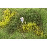 WBS WILD SHRUBBERY TYPE A