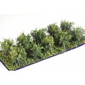 WBS LOW BUSHES LT.GREEN