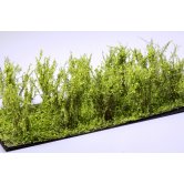 WBS HIGH BUSHES LT.GREEN