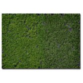 WBS FLOWERING TUFTS w/WEEDS SU