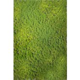 WBS LAYERED TUFTS w/WEEDS SPRI
