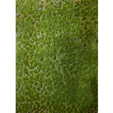 WBS LAYERED TUFTS w/WEEDS SUMM