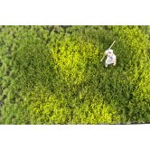 WBS LAYERED TUFTS w/WEEDS SPRI