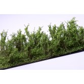 WBS HIGH BUSHES MED.GREEN